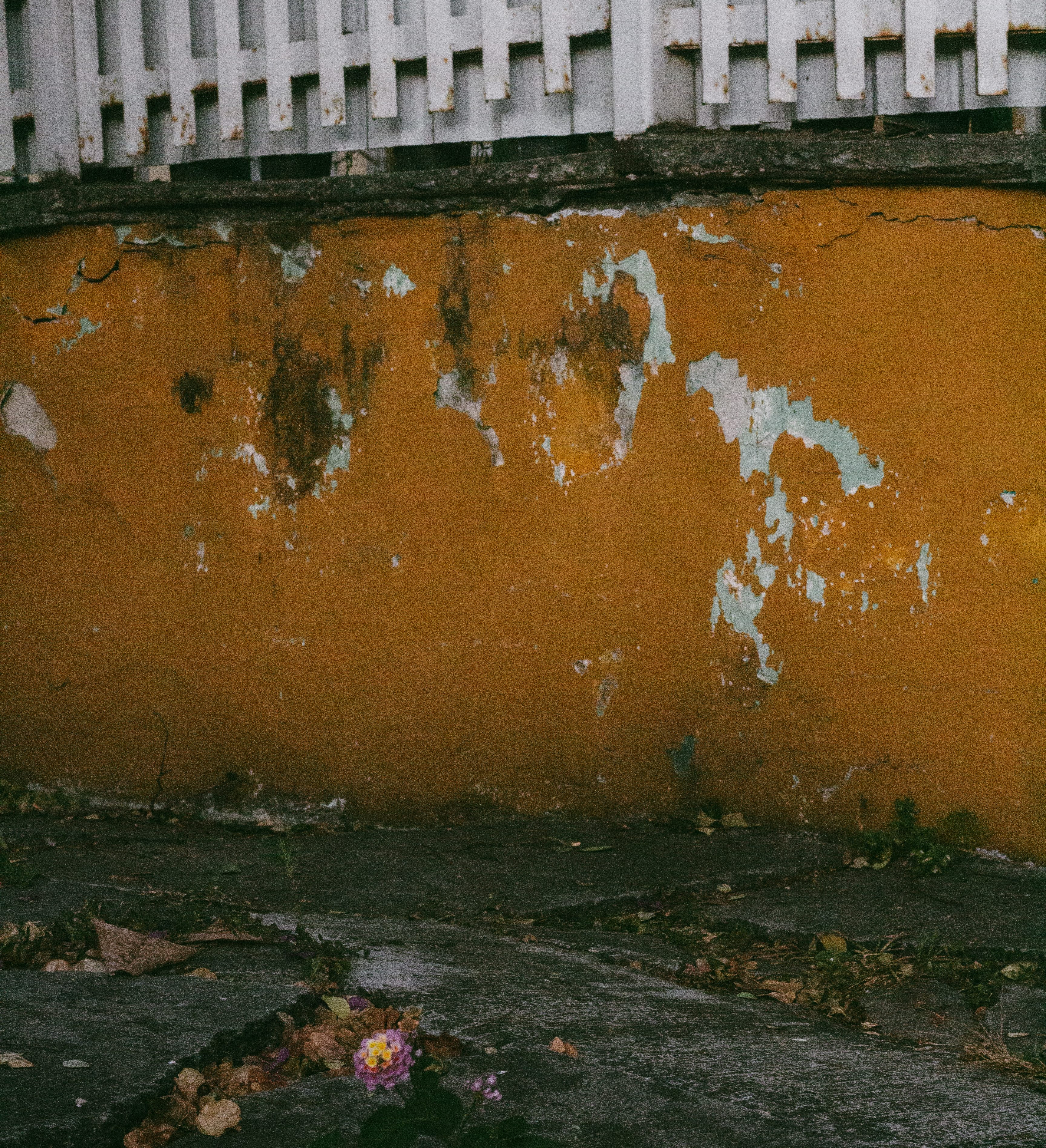 purple and yellow flowers thriving through sidewalk cracks with a yellow rustic wall and white fence.